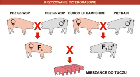 krzyzowanie-czterorasowe