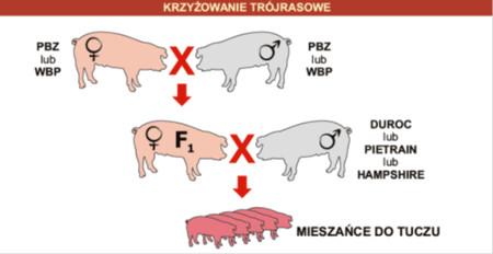 krzyzowanie-trojrasowe