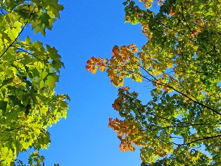 2_autumn-leaves-and-blue-sky-1301531354eXl