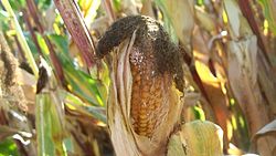 Symptoms_corncobs_destruction_caused_by_Ostrinia_nubilalis