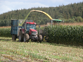 farming-pictures-foraging-a-maize-crop-destined-for-silage-510198