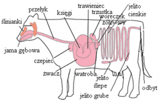 uklad_pokarmowy_krowy