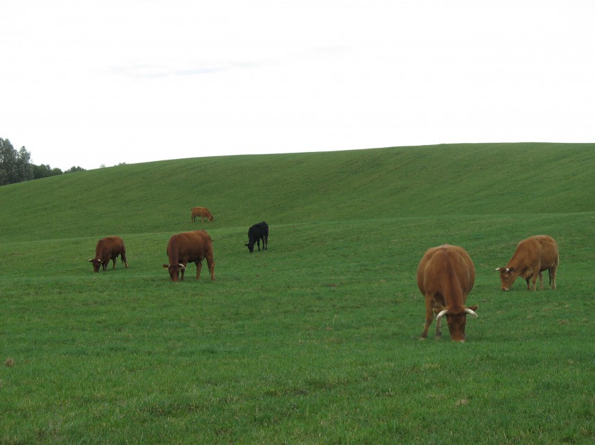 limousin3