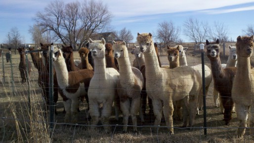 adorable-alpacas