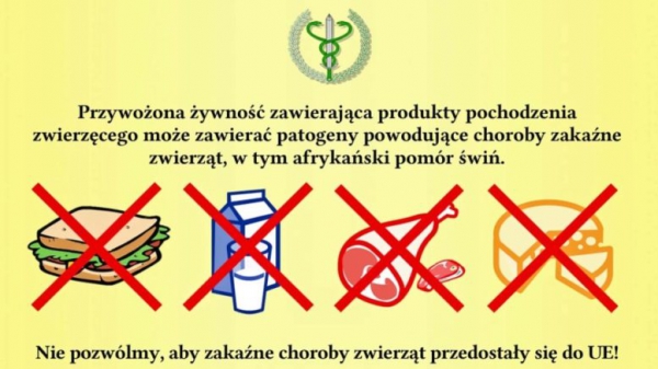 AFRYKAŃSKI POMÓR ŚWIŃ