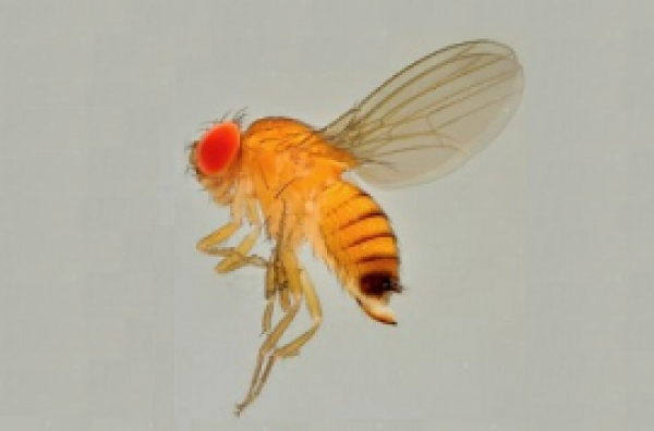 Drosophila-suzukii-muszka plamoskrzydła