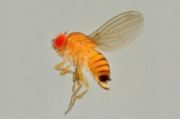 Drosophila-suzukii-muszka plamoskrzydła