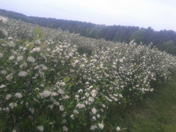 Ekologiczna plantacja aronii w powiecie nowotomyskim