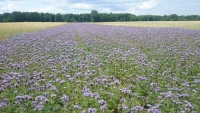 Facelia-roślina miododajna