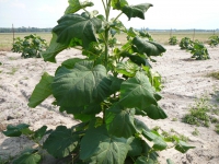 Paulownia