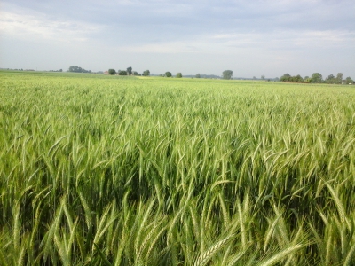 Sytuacja w produkcji roślinnej na terenie gminy Rogoźno