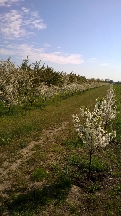 Rolnicy powiatu kolskiego – nabór wniosków na działanie „Inwestycje odtwarzające potencjał produkcji rolnej”