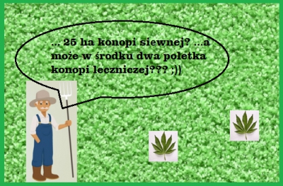 Uprawa konopi siewnej Cannabis sativa