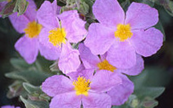 Cistus_albidus