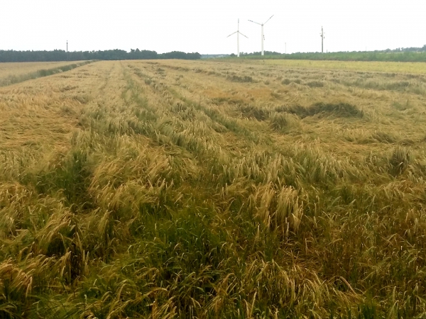 Stan upraw zbóż na terenie Gminy Ceków-Kolonia