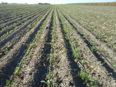 Uprawa rzepaku ozimego w systemie strip-till w gminie Ostrowite