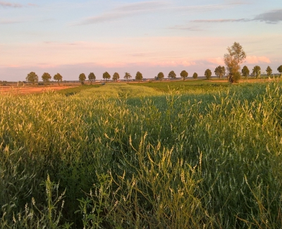 Uprawa prawie zapomniana – nostrzyk